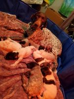 German Shorthaired Pointer Puppies for sale in Colorado Springs, CO, USA. price: NA
