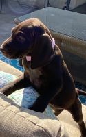 German Shorthaired Pointer Puppies for sale in Palm Springs, CA, USA. price: NA