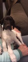 German Shorthaired Pointer Puppies for sale in Spokane, WA, USA. price: NA