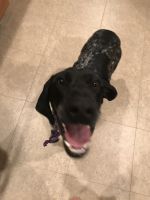 German Shorthaired Pointer Puppies for sale in Decatur, IL, USA. price: NA