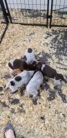 German Shorthaired Pointer Puppies for sale in Renville County, MN, USA. price: NA