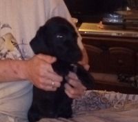 German Shorthaired Pointer Puppies for sale in Dry Fork, VA 24540, USA. price: NA