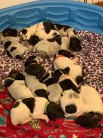 German Shorthaired Pointer Puppies for sale in Powhatan, VA 23139, USA. price: NA