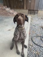 German Shorthaired Pointer Puppies for sale in Indianola, MS 38751, USA. price: NA