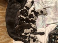 German Shorthaired Pointer Puppies for sale in Bloomington, IN, USA. price: NA