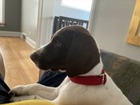 German Shorthaired Pointer Puppies for sale in Chicago Ridge, IL, USA. price: NA