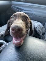 German Shorthaired Pointer Puppies for sale in Anaheim, CA, USA. price: NA