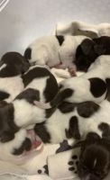 German Shorthaired Pointer Puppies for sale in Tampa, FL, USA. price: NA