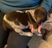 German Shorthaired Pointer Puppies for sale in Douglasville, GA, USA. price: NA