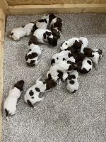 German Shorthaired Pointer Puppies for sale in Kernersville, NC 27284, USA. price: NA