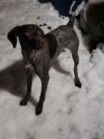 German Shorthaired Pointer Puppies for sale in Hoboken, NJ 07030, USA. price: NA