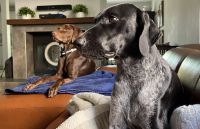 German Shorthaired Pointer Puppies for sale in Miami, FL, USA. price: NA