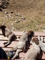 German Shorthaired Pointer Puppies for sale in Angel Fire, NM, USA. price: NA