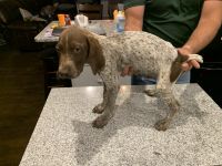 German Shorthaired Pointer Puppies for sale in Fredericksburg, TX 78624, USA. price: NA