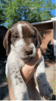 German Shorthaired Pointer Puppies for sale in Iowa City, IA, USA. price: NA
