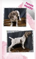 German Shorthaired Pointer Puppies for sale in Highlands, TX 77562, USA. price: NA