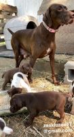 German Shorthaired Pointer Puppies for sale in Toronto, IA 52777, USA. price: NA