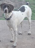 German Shorthaired Pointer Puppies for sale in Watauga, TX 76148, USA. price: NA