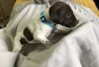 German Shorthaired Pointer Puppies for sale in Indianapolis, IN, USA. price: NA