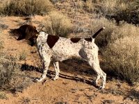 German Shorthaired Pointer Puppies for sale in Boise, ID, USA. price: NA