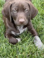 German Shorthaired Pointer Puppies for sale in Huntsville, UT 84317, USA. price: NA