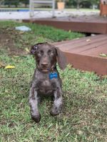 German Shorthaired Pointer Puppies for sale in Davie, FL, USA. price: NA