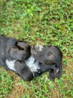German Shorthaired Pointer Puppies for sale in Mercersburg, PA 17236, USA. price: NA