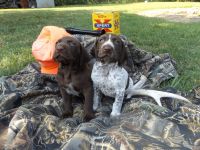 German Shorthaired Pointer Puppies for sale in Marion, IL, USA. price: NA