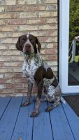 German Shorthaired Pointer Puppies for sale in Concord, NC 28027, USA. price: NA