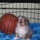 German Spaniel Puppies for sale in Los Angeles, CA, USA. price: NA