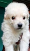 German Spitz (Klein) Puppies for sale in Shalimar, Howrah, West Bengal 711103, India. price: NA