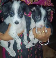 German Spitz (Klein) Puppies for sale in Bhubaneswar, Odisha, India. price: 4500 INR