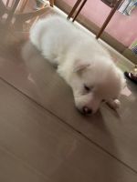 German Spitz (Klein) Puppies for sale in Mohanpur, West Bengal, India. price: 9000 INR