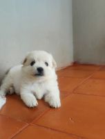 German Spitz (Klein) Puppies for sale in Balaramapuram, Kerala, India. price: 4500 INR