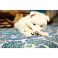German Spitz (Klein) Puppies for sale in Bangaon, West Bengal, India. price: 8500 INR