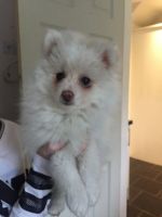 German Spitz (Klein) Puppies for sale in Los Angeles, CA, USA. price: NA