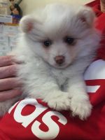 German Spitz (Klein) Puppies for sale in Jersey City, NJ, USA. price: NA