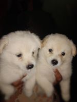 German Spitz (Mittel) Puppies for sale in Nooranad, Kerala, India. price: 4500 INR
