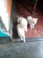 German Spitz (Mittel) Puppies for sale in Baruipur, West Bengal 700144, India. price: 5000 INR