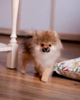 German Spitz (Mittel) Puppies for sale in South Bay, CA, USA. price: $850