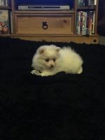 German Spitz (Mittel) Puppies for sale in Boston, MA, USA. price: NA