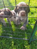 German Wirehaired Pointer Puppies for sale in French Camp, CA 95231, USA. price: NA