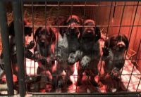 German Wirehaired Pointer Puppies for sale in West Bath, ME 04530, USA. price: NA
