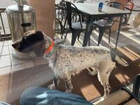 German Wirehaired Pointer Puppies for sale in Estes Park, CO 80517, USA. price: NA