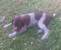 German Wirehaired Pointer Puppies for sale in Kimbolton, OH 43749, USA. price: NA
