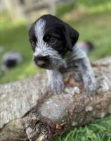 German Wirehaired Pointer Puppies for sale in Floyd, VA 24091, USA. price: NA