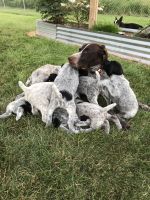 German Wirehaired Pointer Puppies for sale in Superior, WI, USA. price: NA