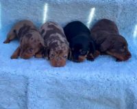 German Wirehaired Pointer Puppies for sale in San Francisco, CA, USA. price: NA