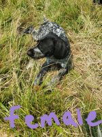 German Wirehaired Pointer Puppies for sale in Shiocton, WI 54170, USA. price: NA