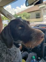 German Wirehaired Pointer Puppies for sale in Marion, AR 72364, USA. price: $40,000